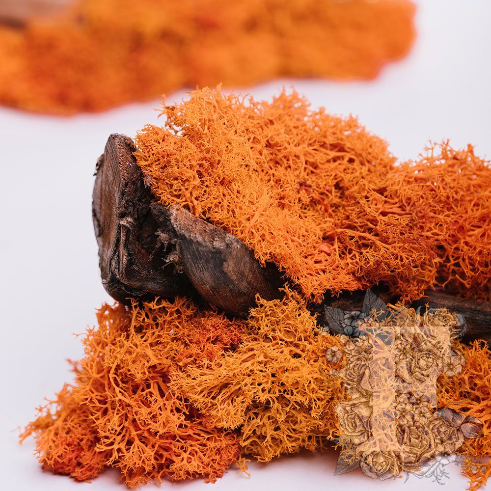 Fora Exclusive - Icelandic Lichen Moss - 1KG