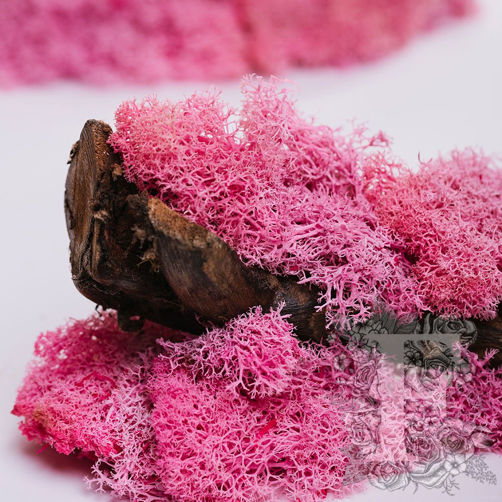 Fora Exclusive - Icelandic Lichen Moss - 1KG