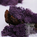 Fora Exclusive - Icelandic Lichen Moss - 1KG
