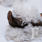 Fora Exclusive - Icelandic Lichen Moss - 1KG
