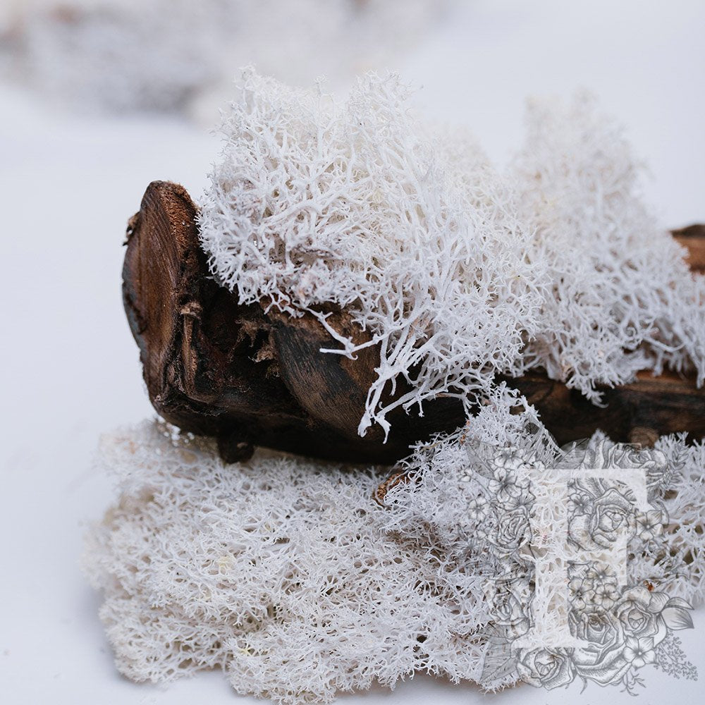 Fora Exclusive - Icelandic Lichen Moss - 1KG