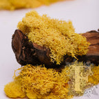 Fora Exclusive - Icelandic Lichen Moss - 1KG