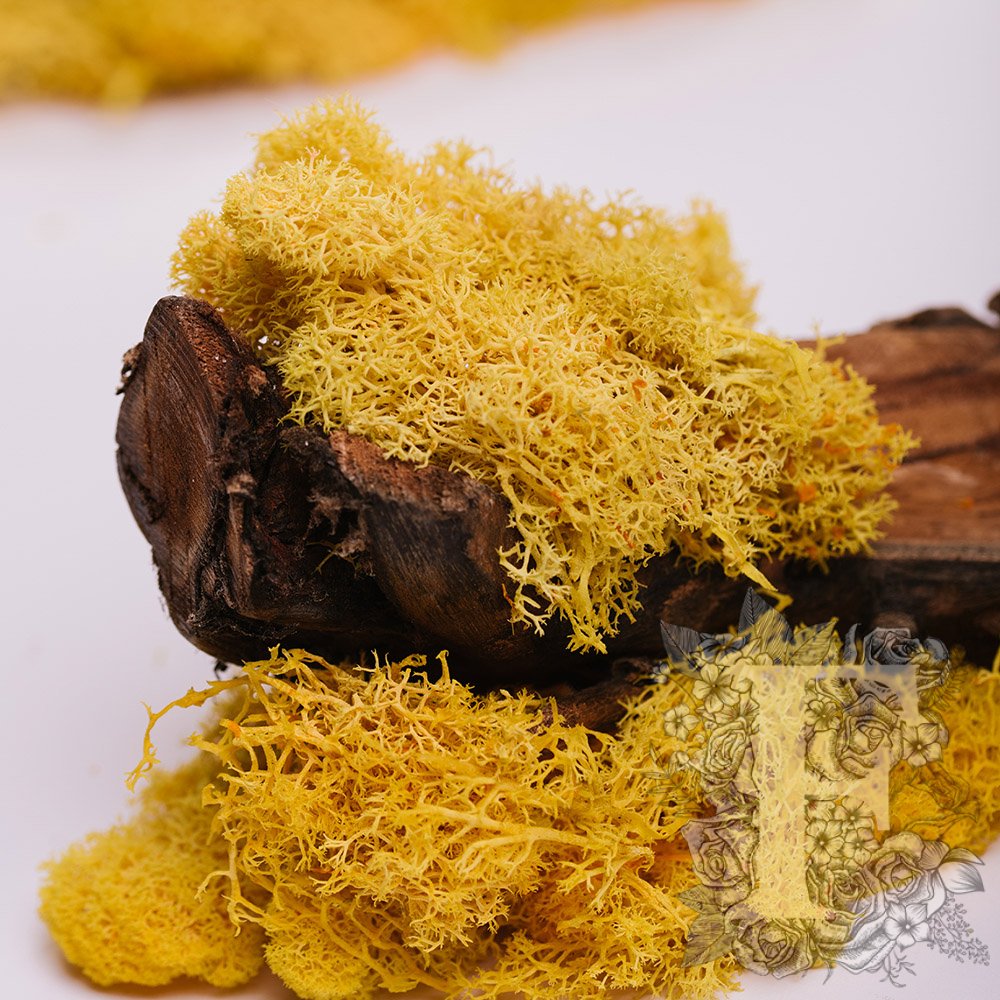 Fora Exclusive - Icelandic Lichen Moss - 1KG