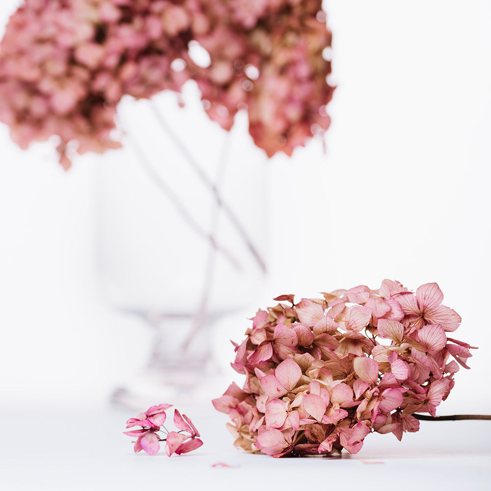 Natural Bi-Colour Hydrangea - Stem