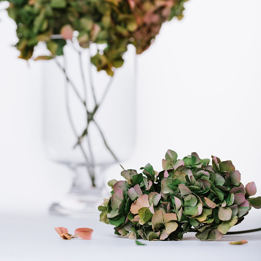 Natural Bi-Colour Hydrangea - Stem