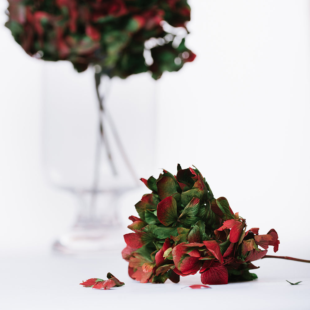 Natural Bi-Colour Hydrangea - Stem