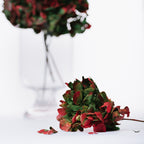 Natural Bi-Colour Hydrangea - Stem