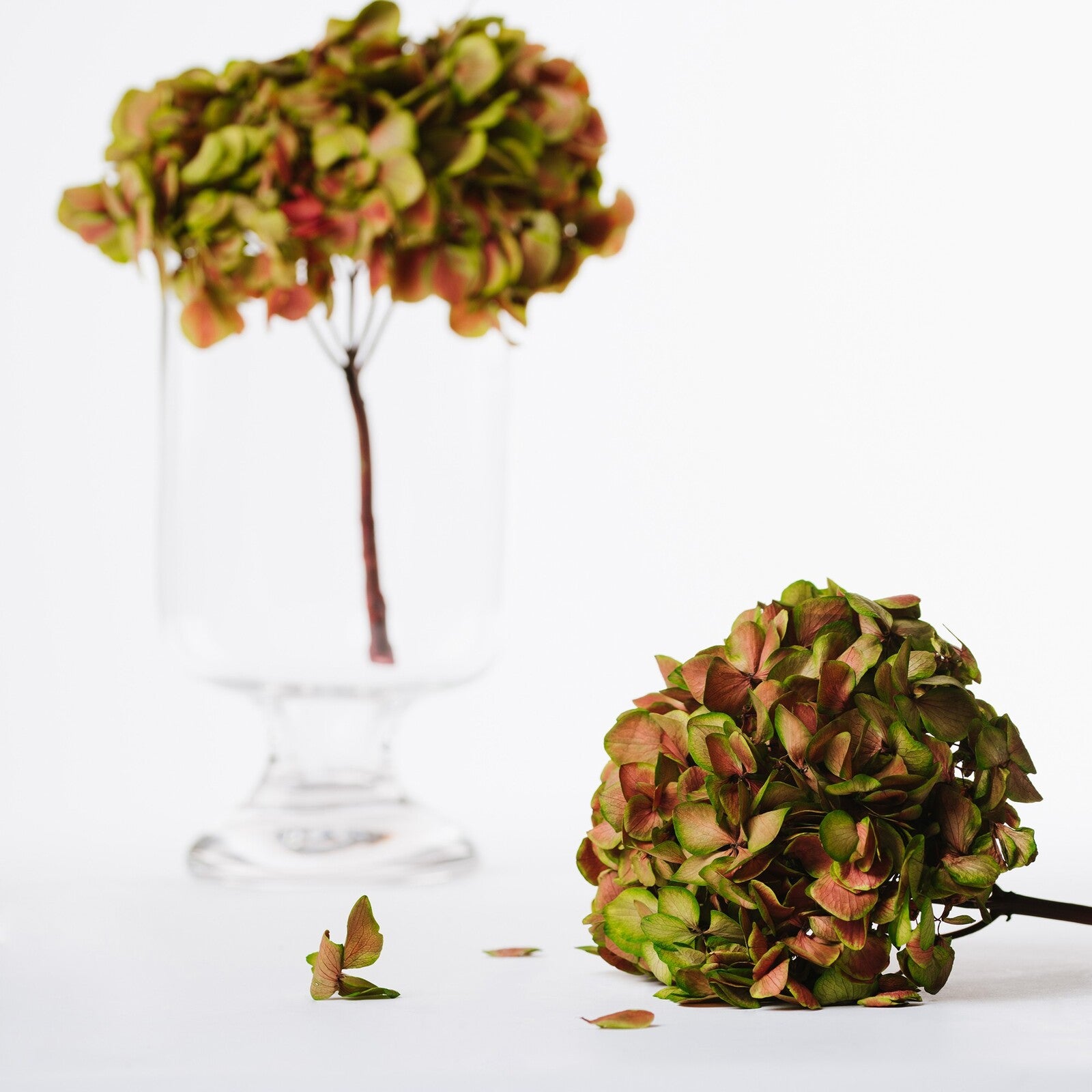 Fora Exclusive Hydrangea - Immense - stem