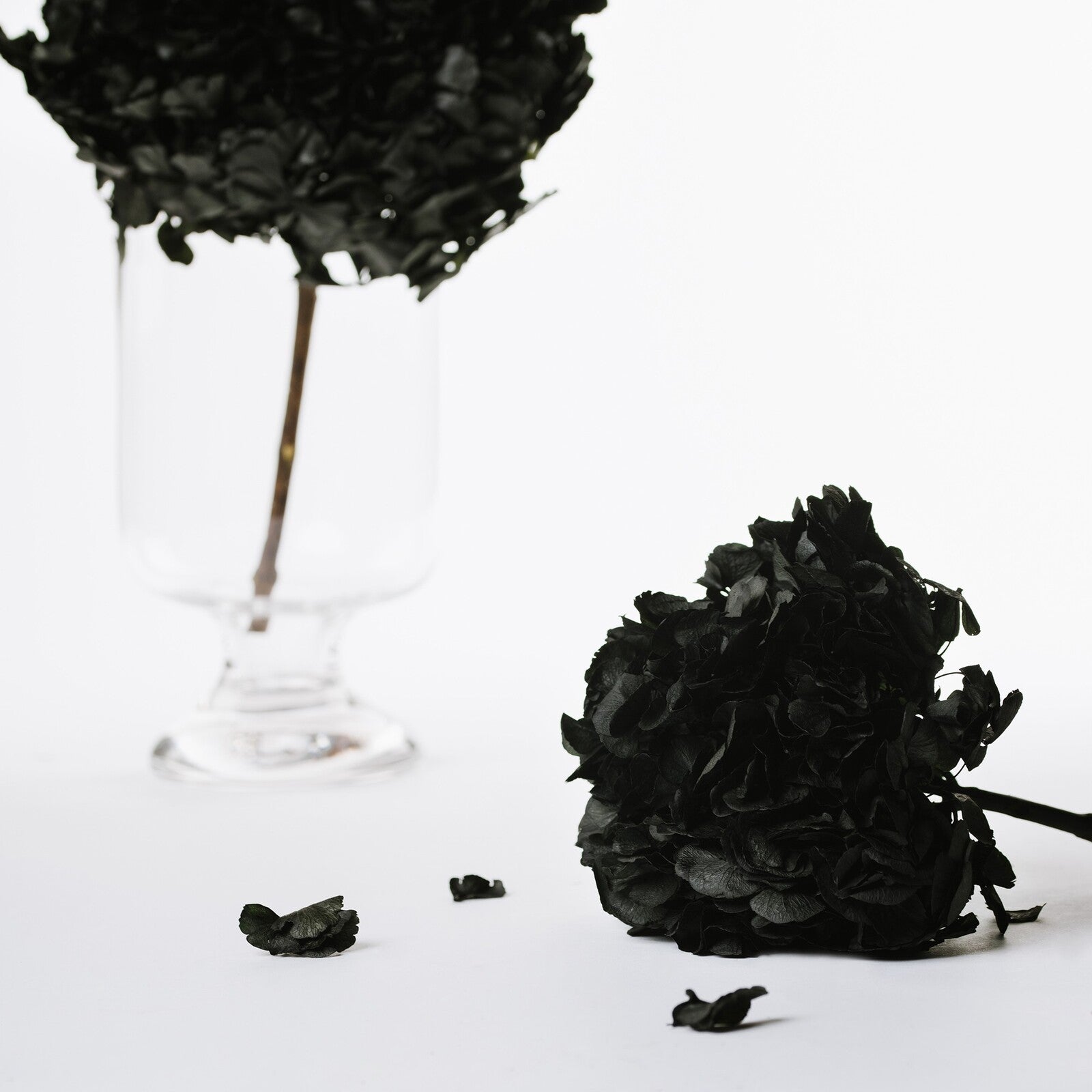 Fora Exclusive Hydrangea - Immense - stem