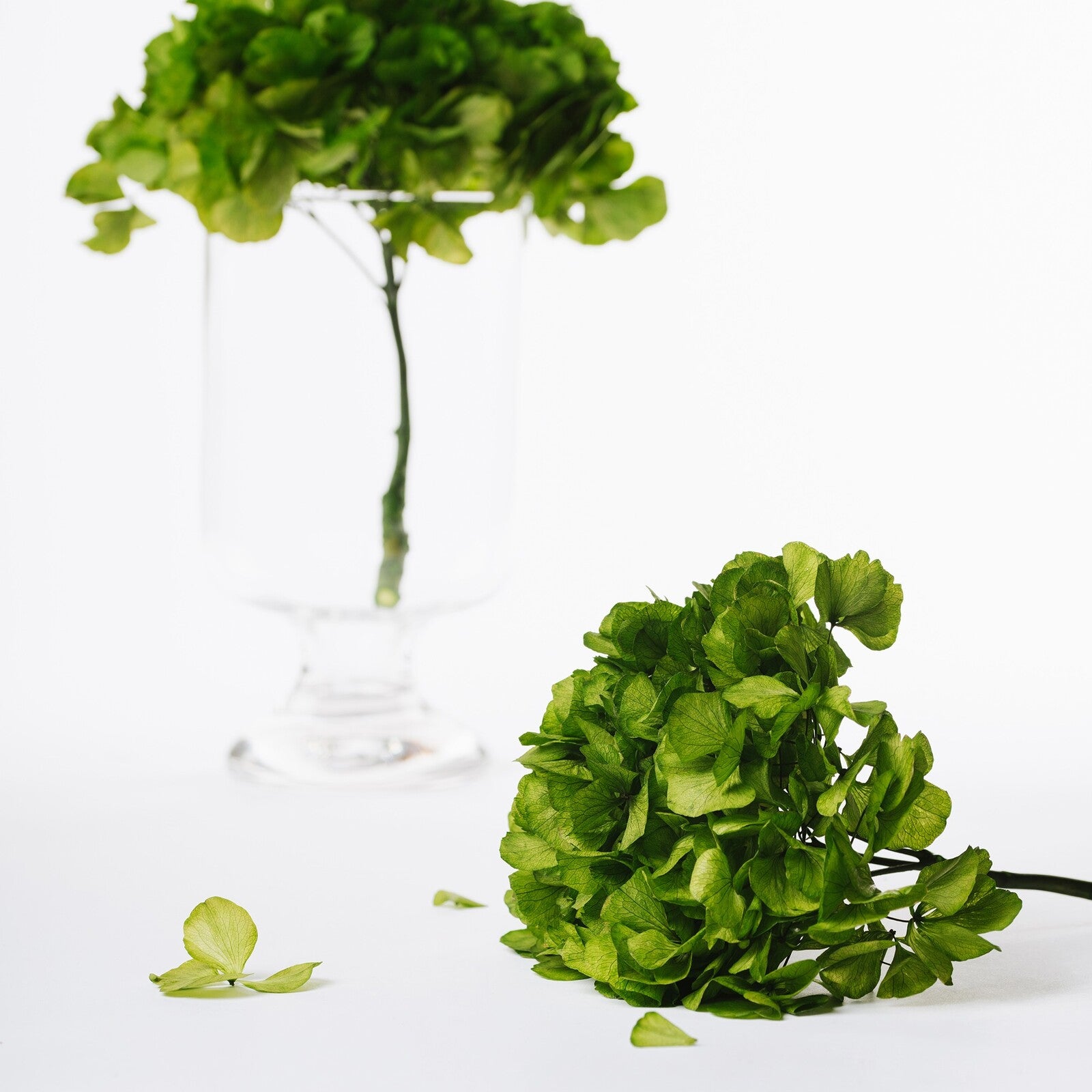 Fora Exclusive Hydrangea - Immense - stem