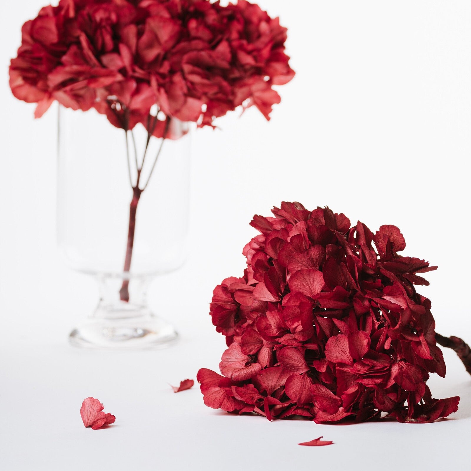 Fora Exclusive Hydrangea - Immense - stem