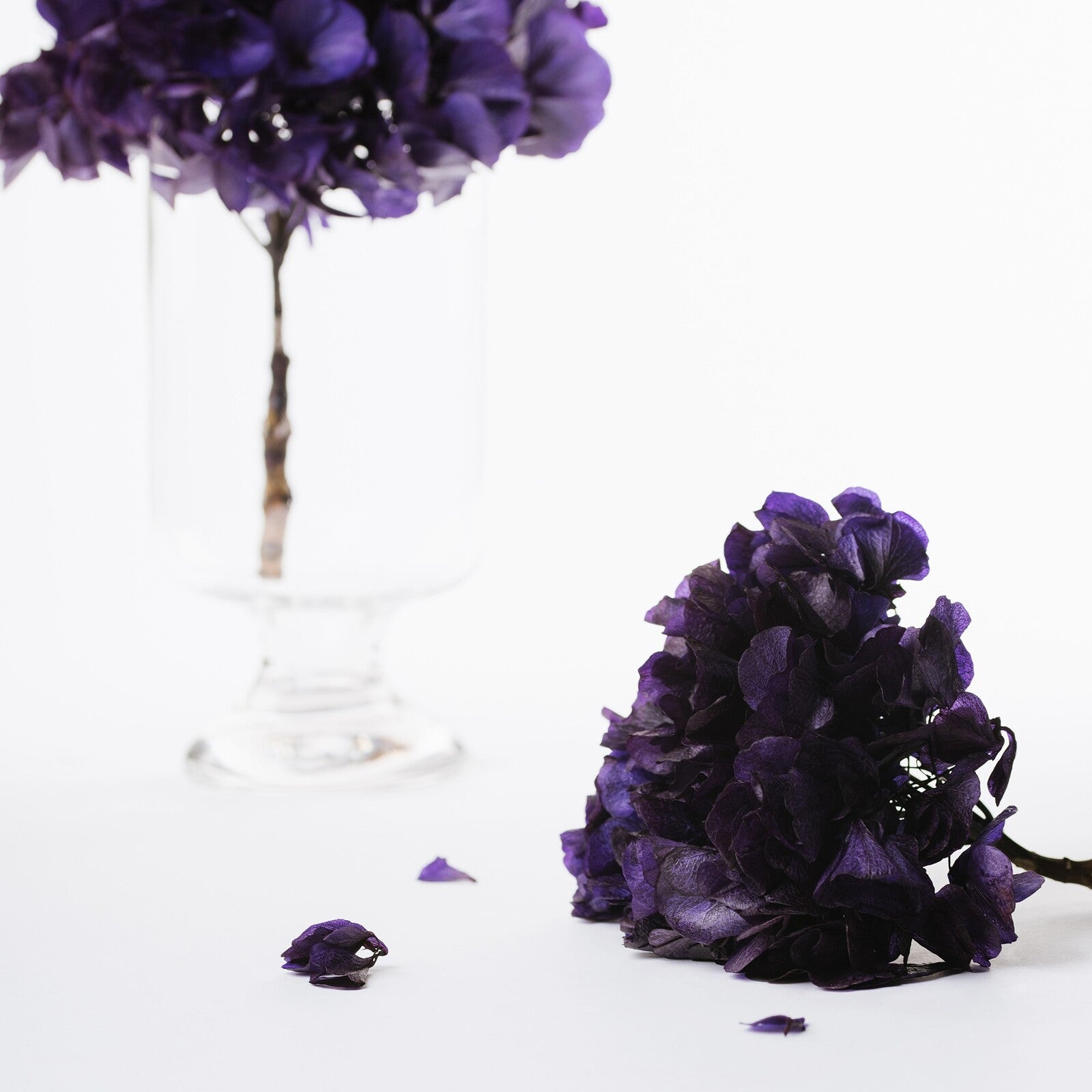 Fora Exclusive Hydrangea - Immense - stem