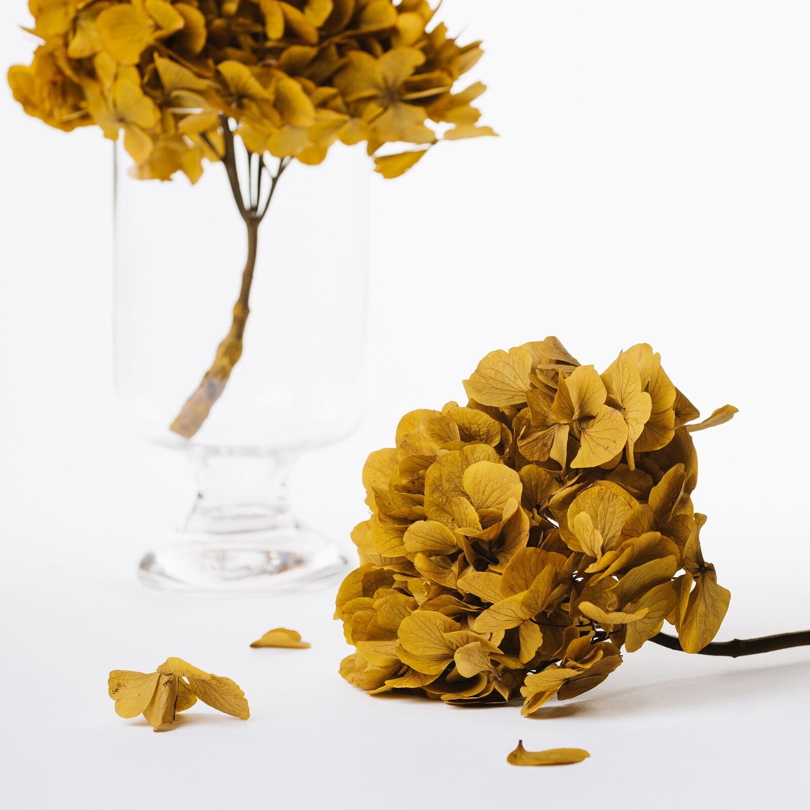 Fora Exclusive Hydrangea - Immense - stem
