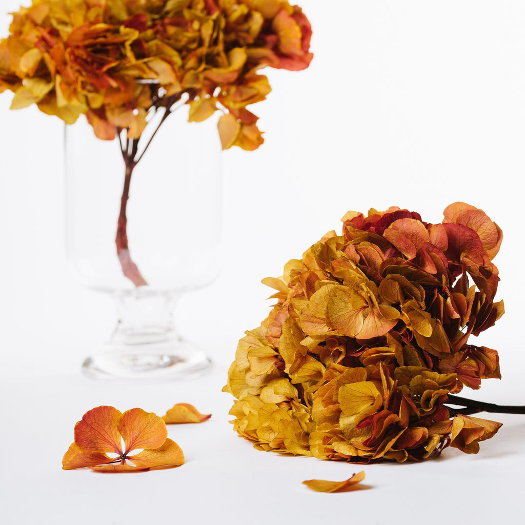 Fora Exclusive Hydrangea - Immense - stem