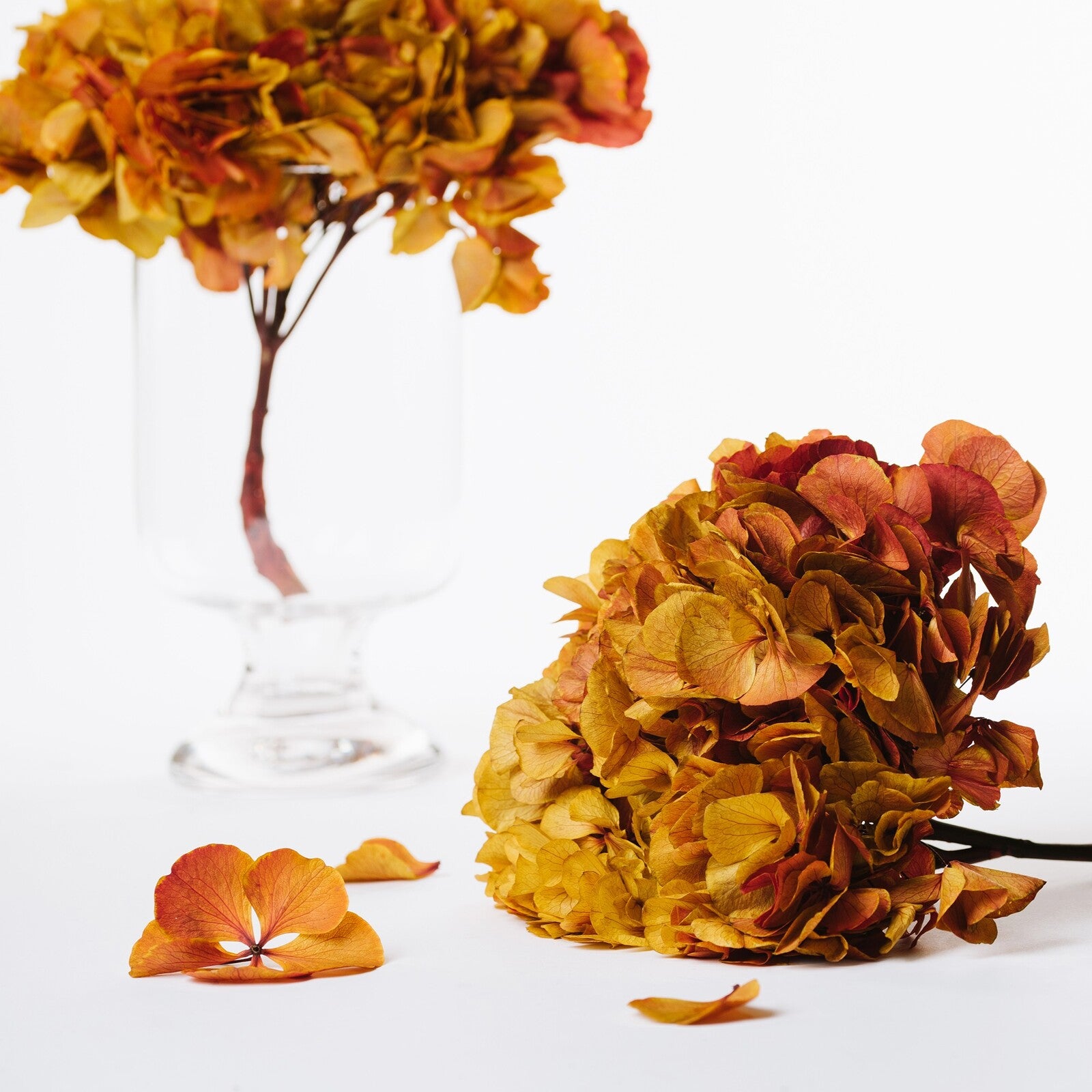 Fora Exclusive Hydrangea - Immense - stem