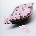 Tuberose - 12 Heads