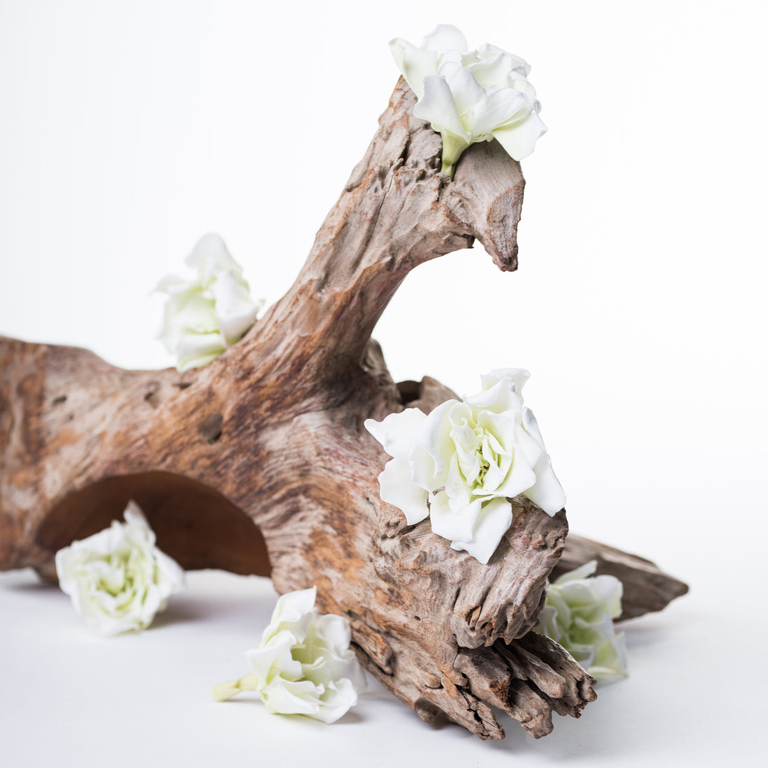 Gardenia Jasminoides Pur02 1