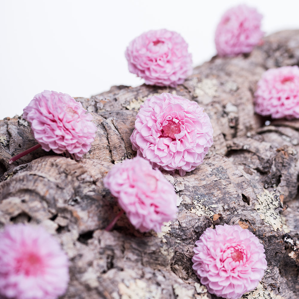 Mini Dahlia - 12 Heads