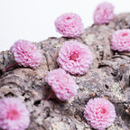 Mini Dahlia - 12 Heads