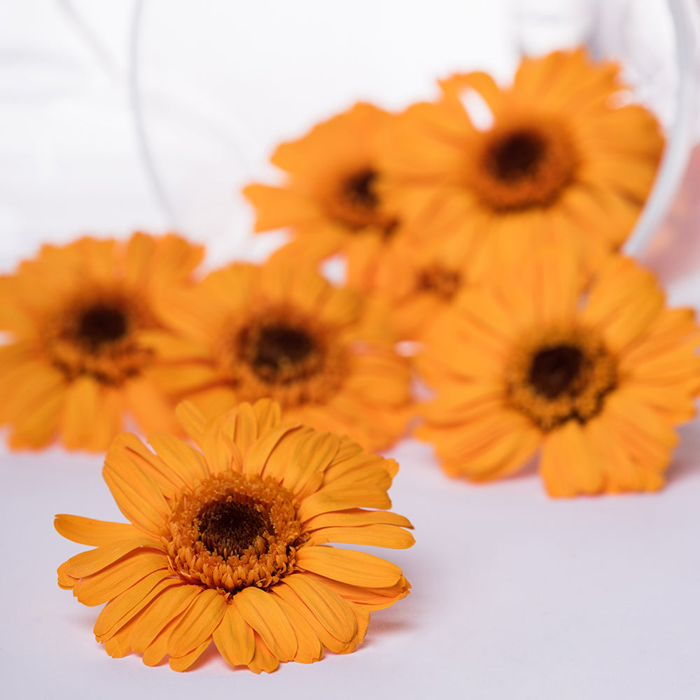 Gerbera - 8 Heads