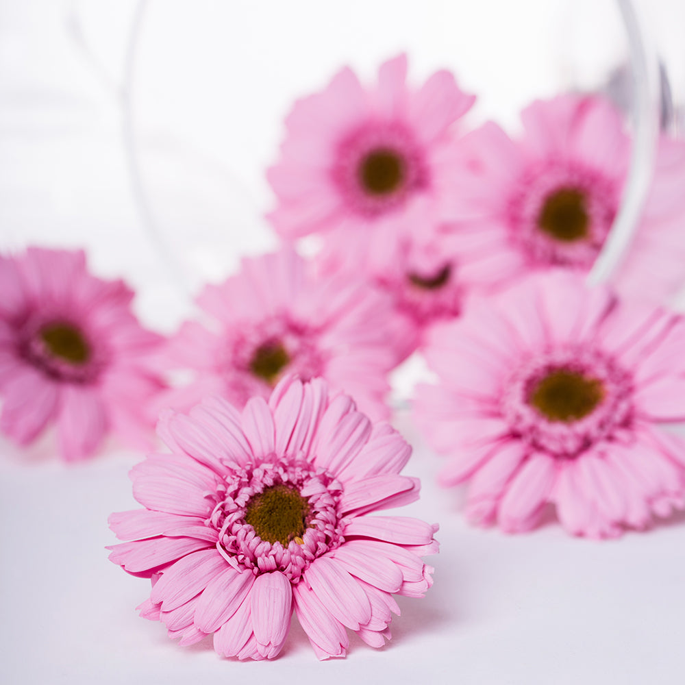 Gerbera - 8 Heads