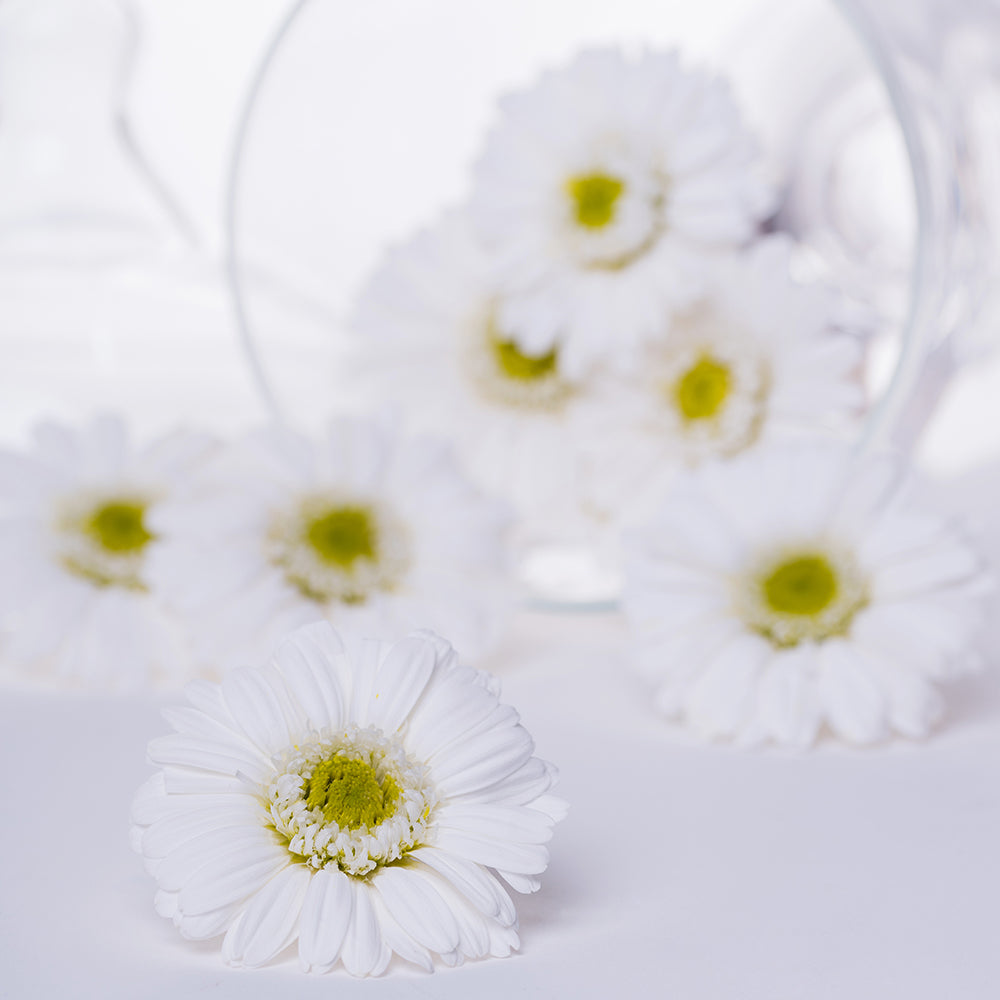 Gerbera - 8 Heads