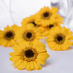 Gerbera - 8 Heads