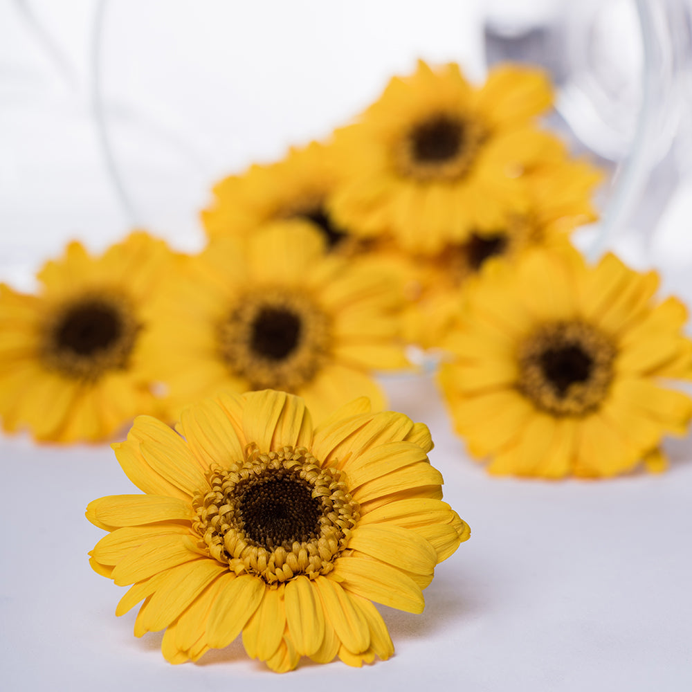 Gerbera - 8 Heads