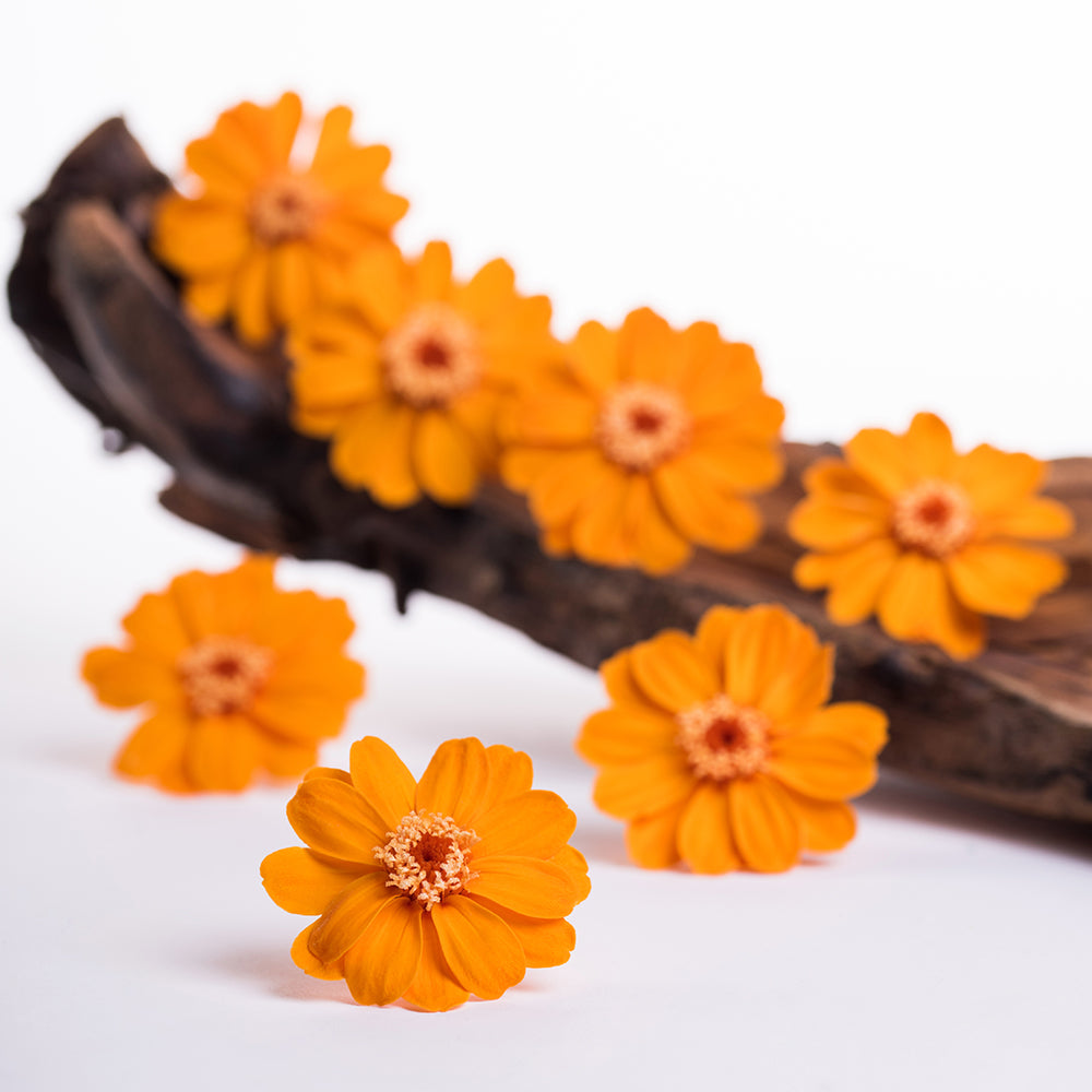 ZinniaORA02 1