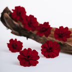 Zinnia
