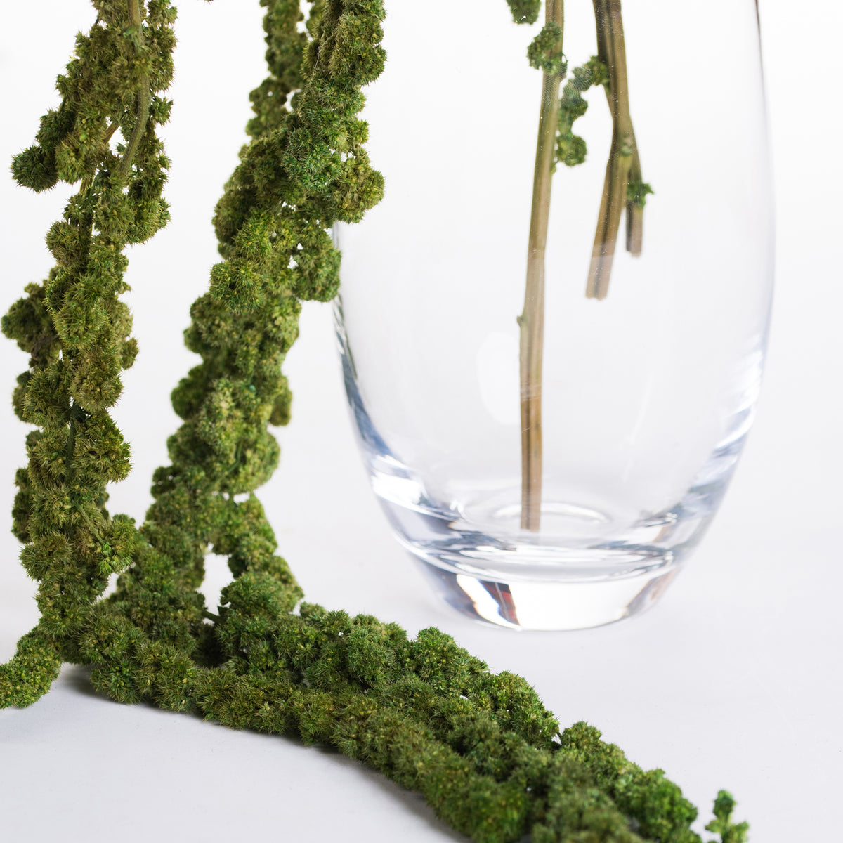 Amaranthus Ball - Bunch