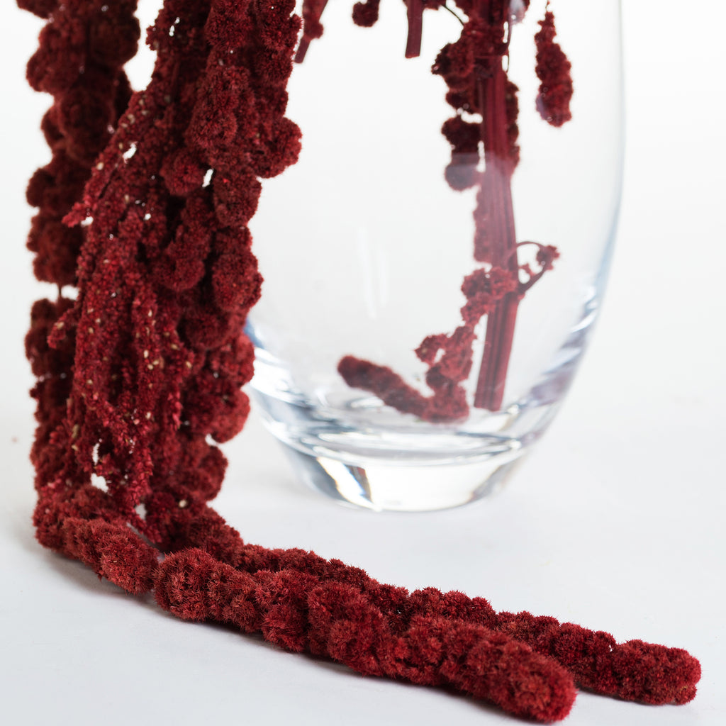 Amaranthus Ball - Bunch