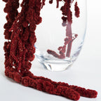 Amaranthus Ball - Bunch