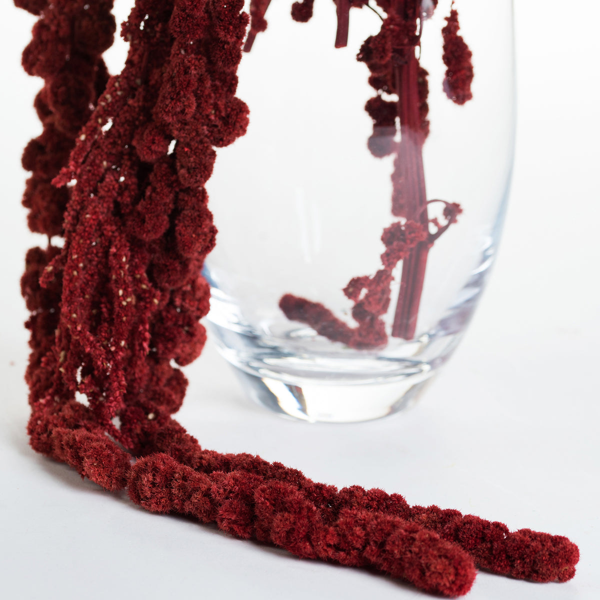 Amaranthus Ball - Bunch