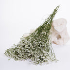 Limonium - Bunch