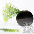 Premium Gypsophila - Bunch