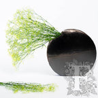 Premium Gypsophila - Bunch