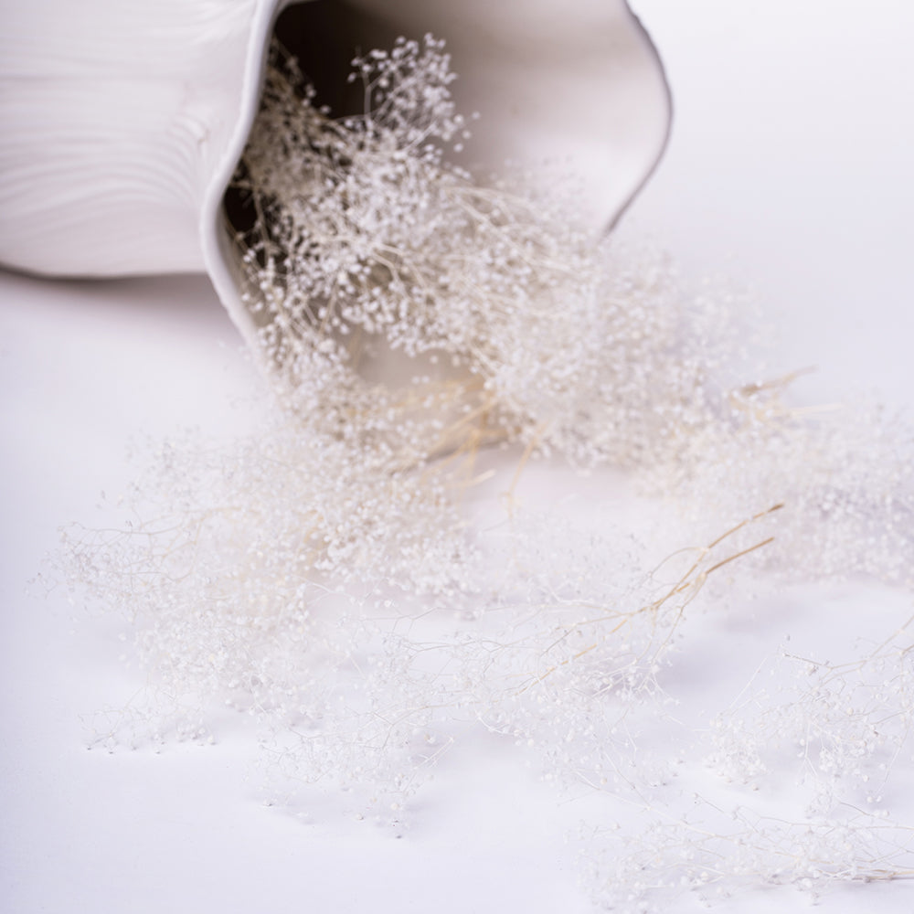 Premium Gypsophila Box