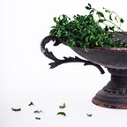 Pittosporum - Bunch