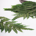 Parchment Fern 1