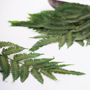 Parchment Fern 1