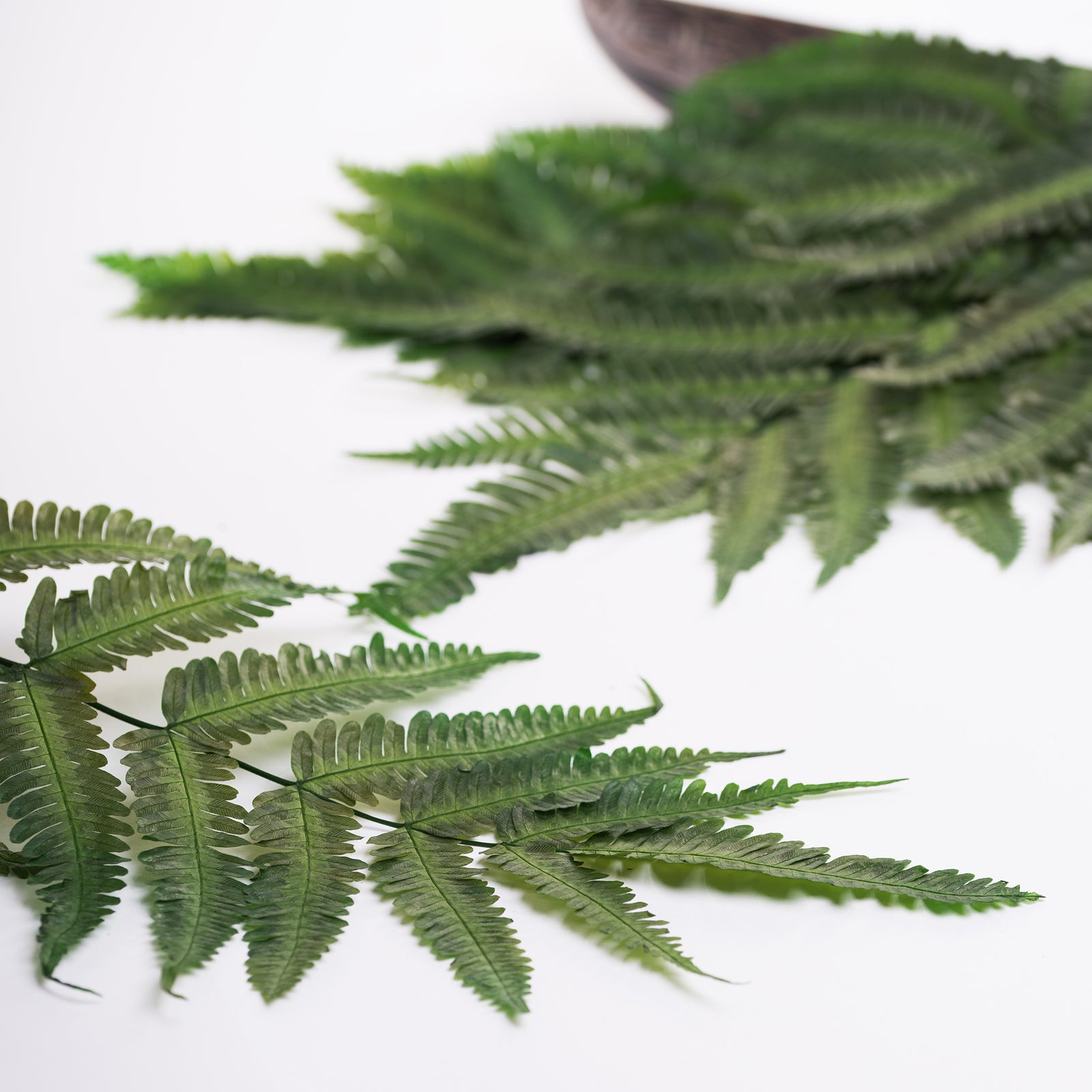 Parchment Fern 1