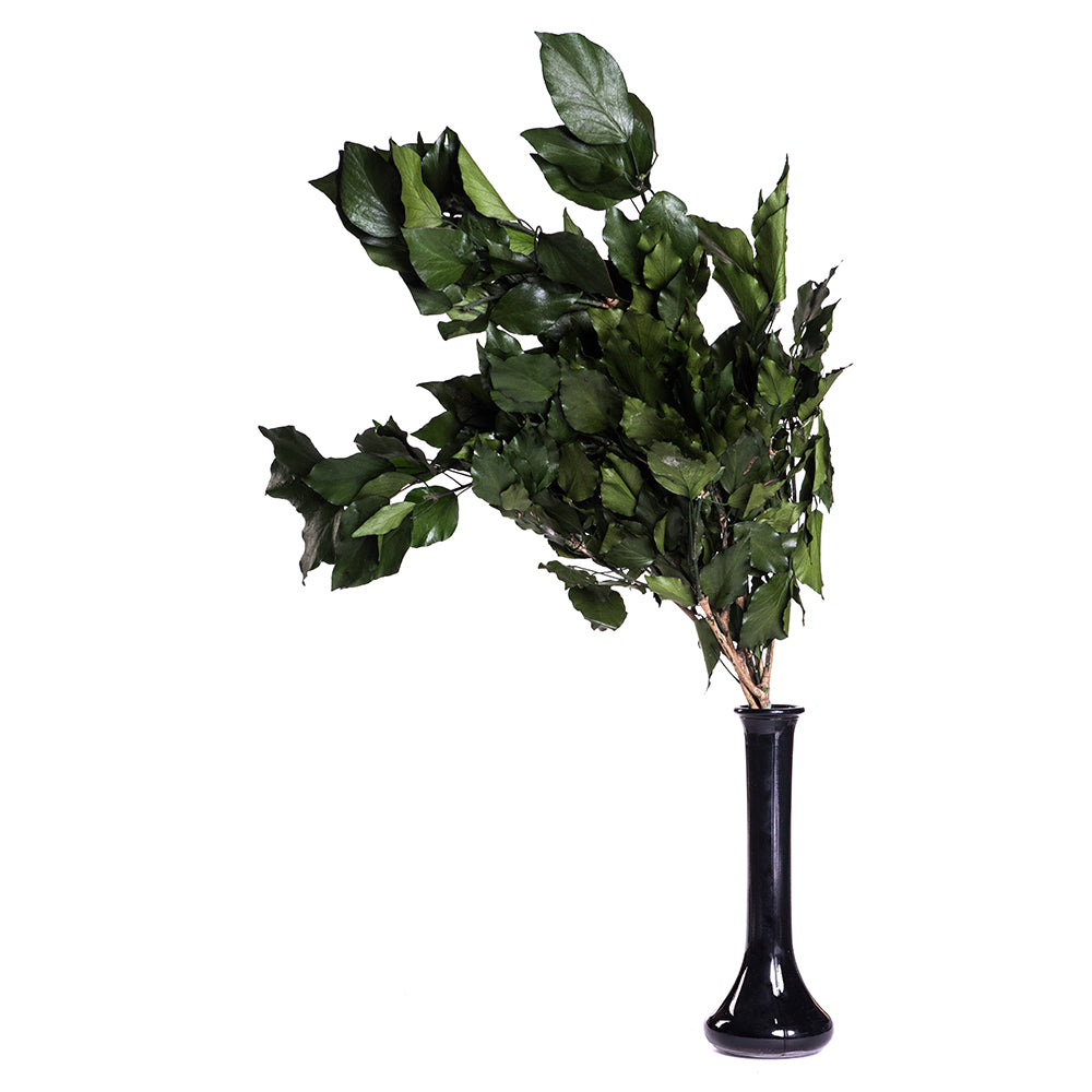Hedera Arborea - Bunch