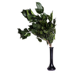 Hedera Arborea - Bunch