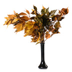 Hedera Arborea - Bunch