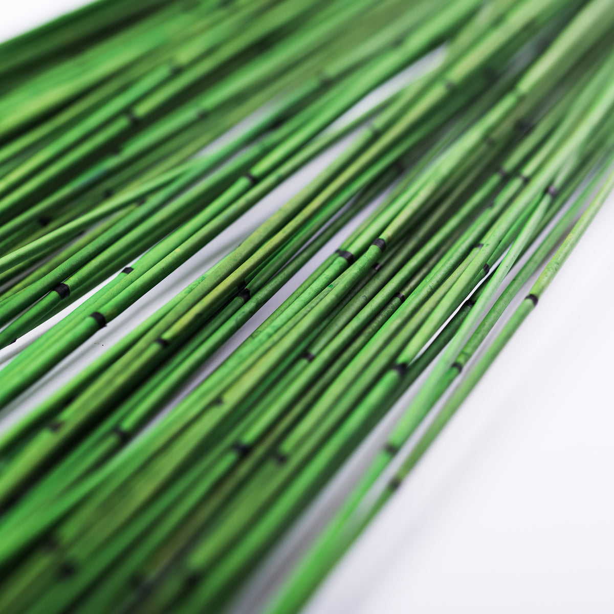 Mash Reed - Bunch