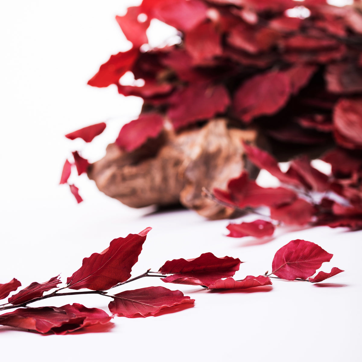 Fagus Red02 1