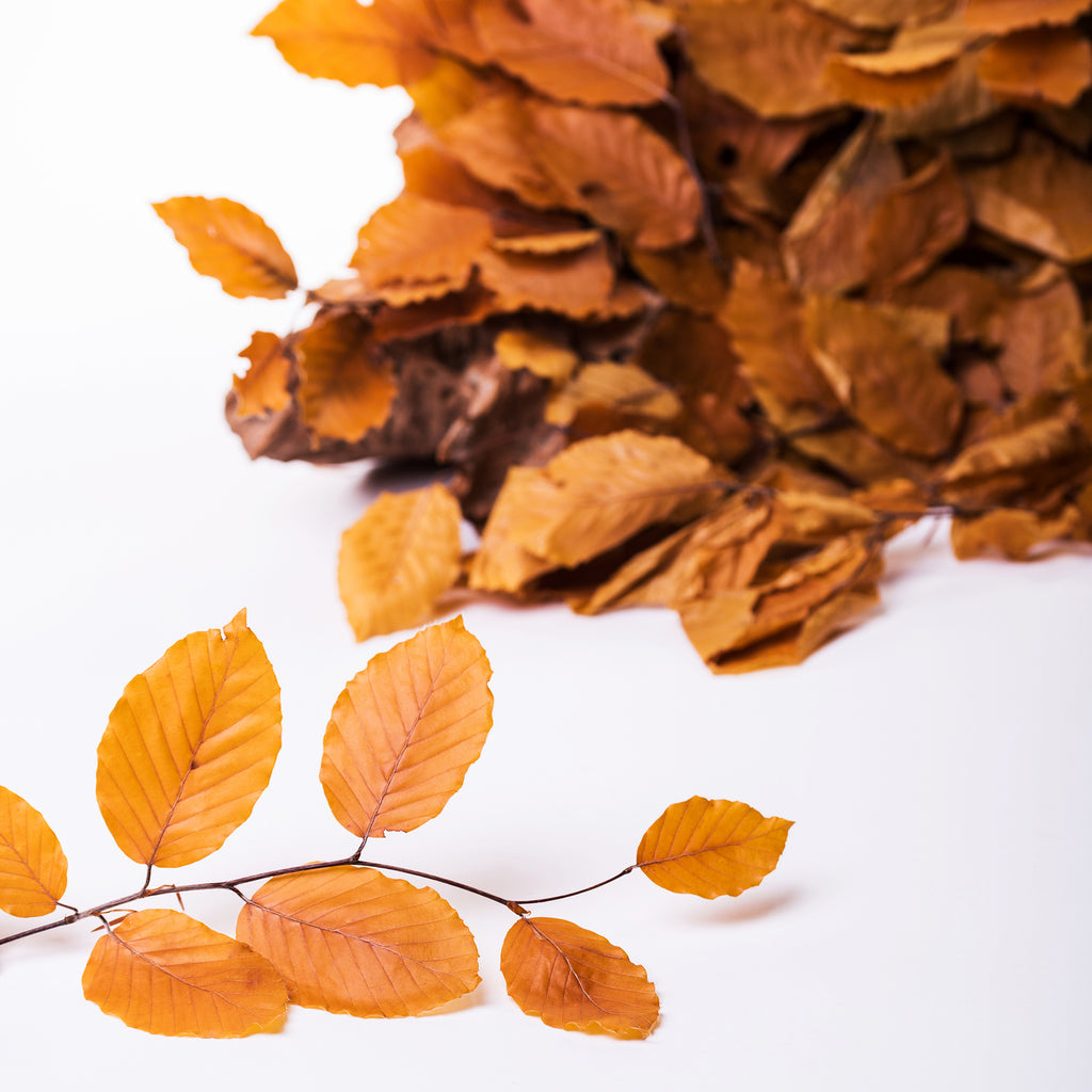 Fagus Extra - Bunch