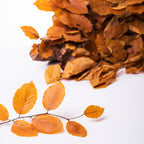 Fagus Extra - Bunch