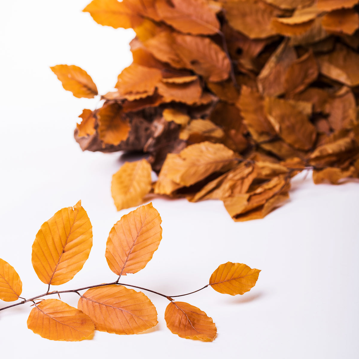 Fagus Extra - Bunch